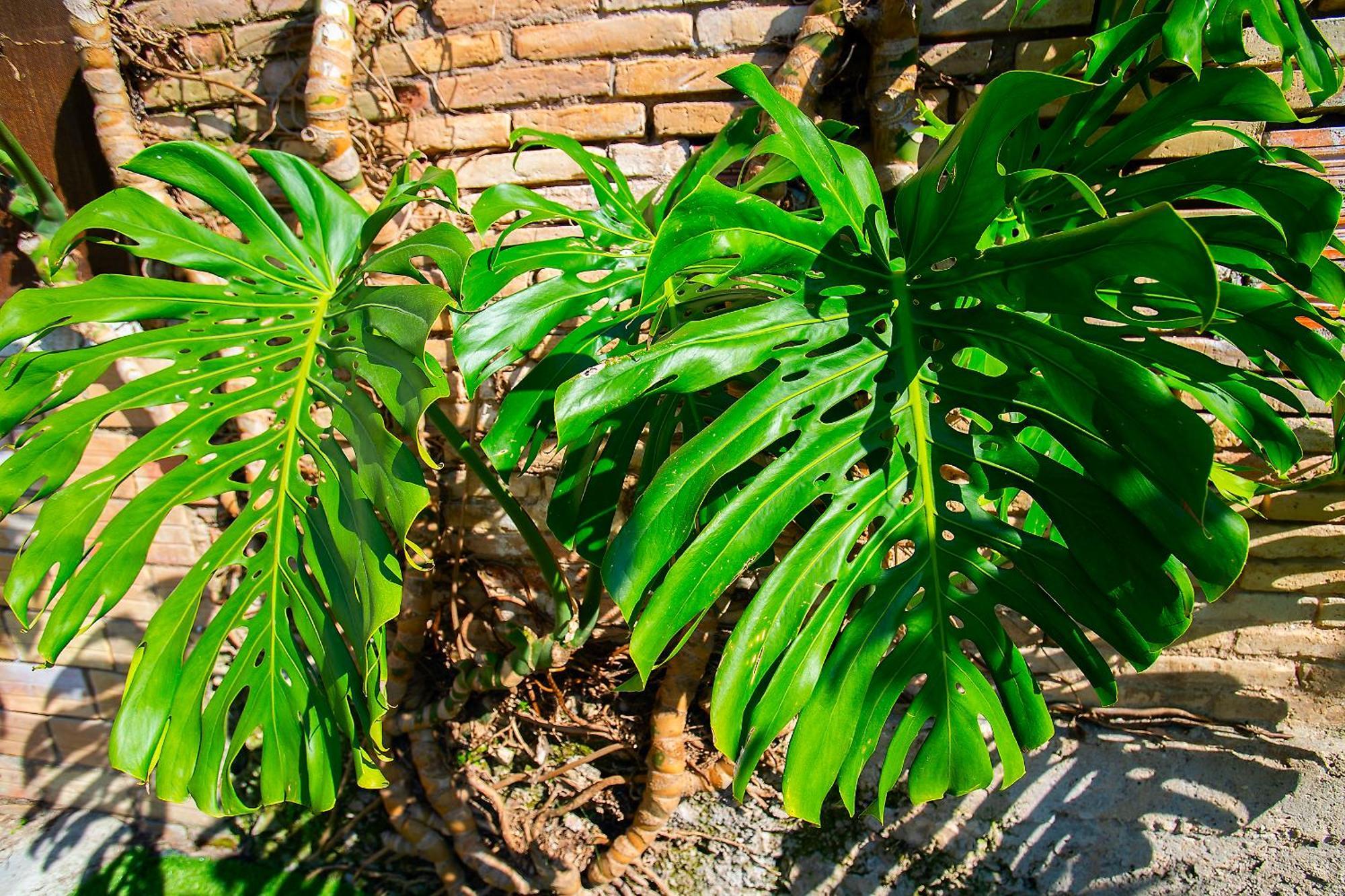 Lo Jardi De Benifallet Exterior foto